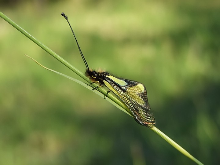 Libelloides_coccajus_03.jpg