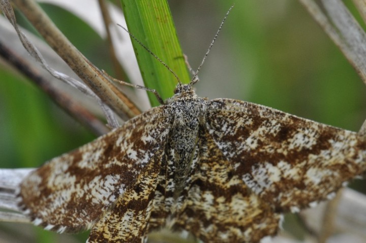 Ematurga atomaria Phalène picotée.JPG