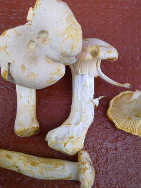 080620122177.jpg