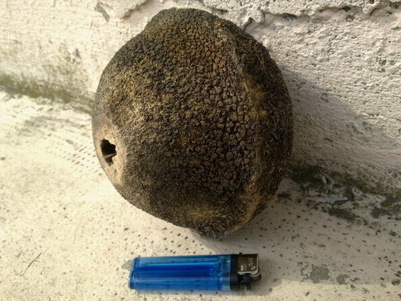 nid insecte.jpg