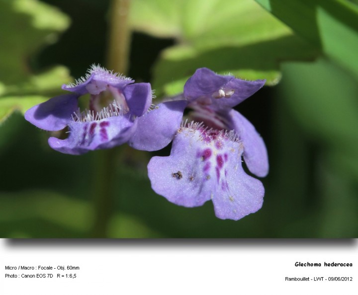 glechoma_hederacea.jpg