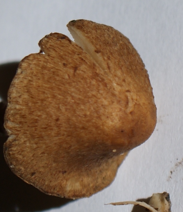 Chapeau (2,9 cm de diamètre, 1,1 cm de haut pour l’exemplaire ci-contre). Conico-campanulé puis s’étalant avec mamelon. Couleur beige ocracé  fibrillo-vergeté de brun plus sombre, rimeux.