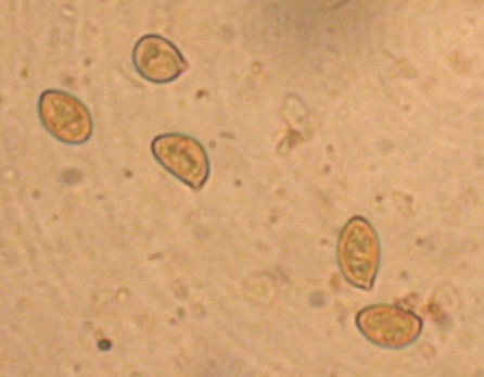 Spores lisse, cylindro-elliptiques, un peu arquées, à sommets coniques.<br />9–12 x 5–6 μ (N=10)