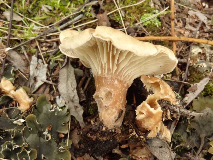 Clitocybe xxx (1)-redim1024.JPG