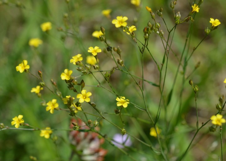 L. strictum.JPG