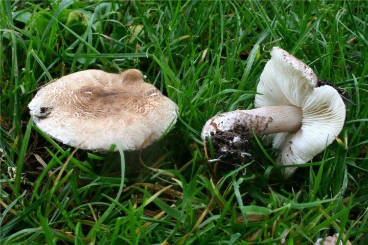 Photo (pas très réussie)