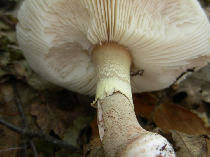 Amanita rubescens var.annulosulphurea  07.jpg