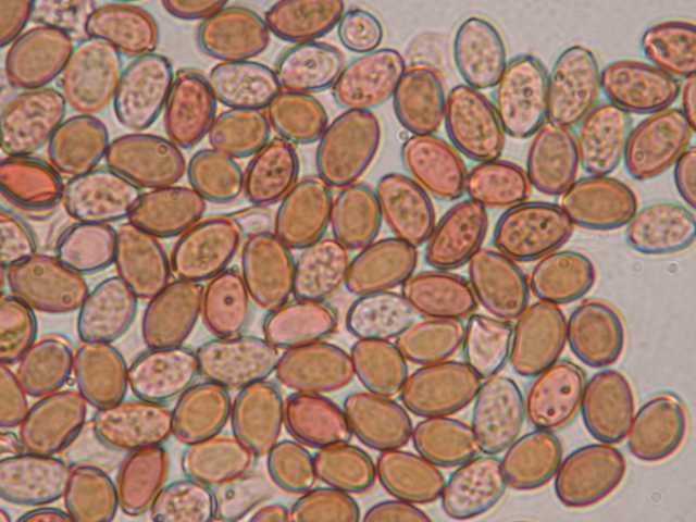 Spores