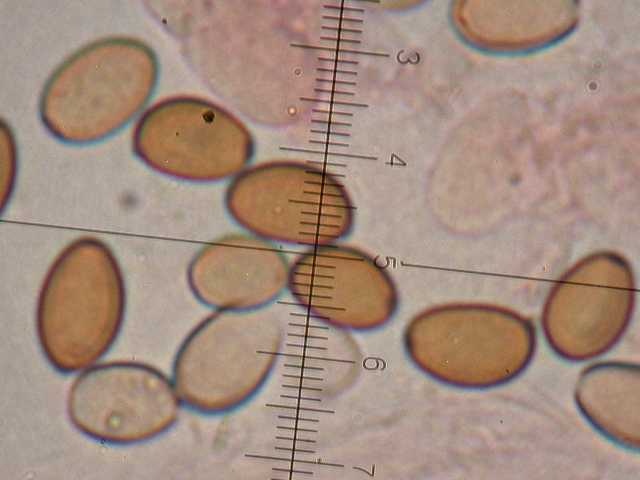 Spores x1000