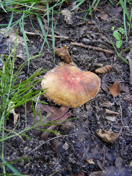 Russula sp 1.jpg