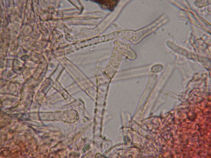 Infundibulicybe costata   12 juin 2012 047 (67).jpg