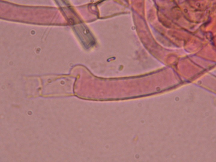 Infundibulicybe costata   12 juin 2012 047 (78).jpg
