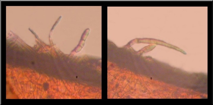 micro 3.jpg