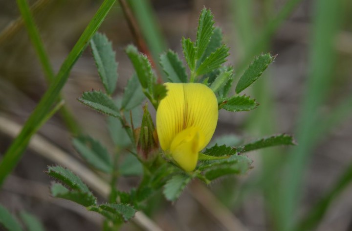 O. striata (4).JPG