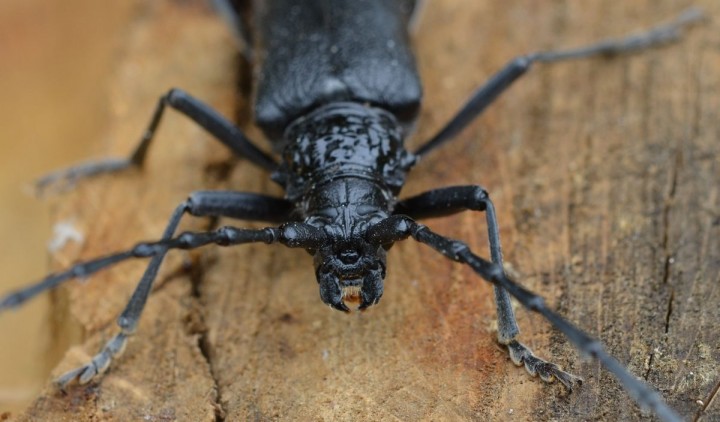 Ceram cerdo (11).JPG
