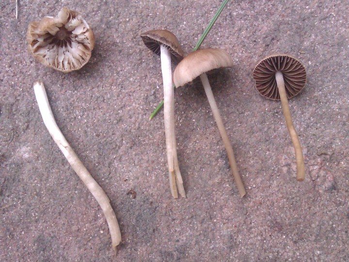 IMAG0294.jpg