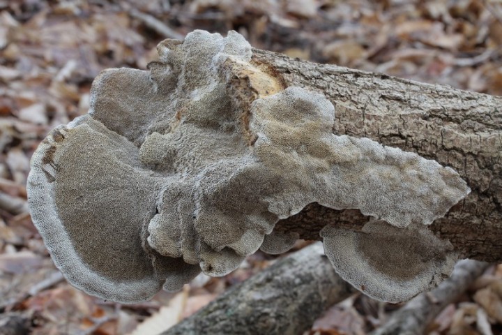 Funalia gallica