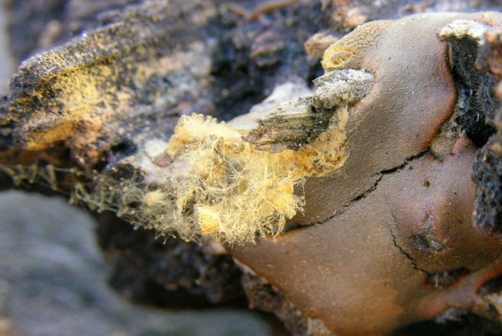 Dicrydiaethalium 024.jpg