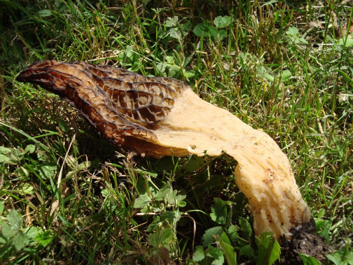 DSC02374_1.jpg