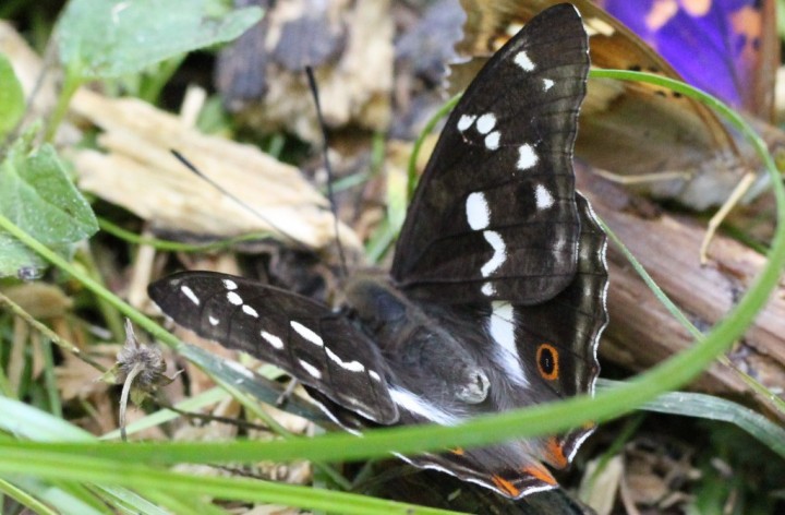 Grand Mars changeant. Apatura iris