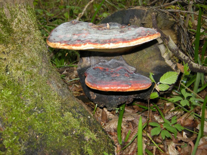 20120157.jpg