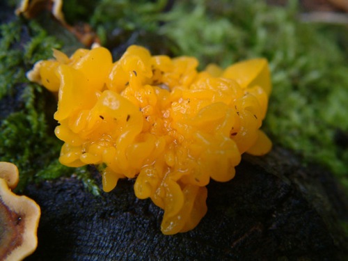 Dacryomyces_chrysospermus_3.jpg