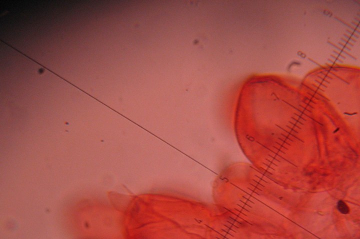 X40 1div=2.5µm