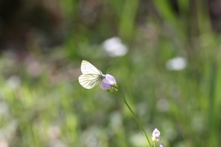 IMG_4221.jpg