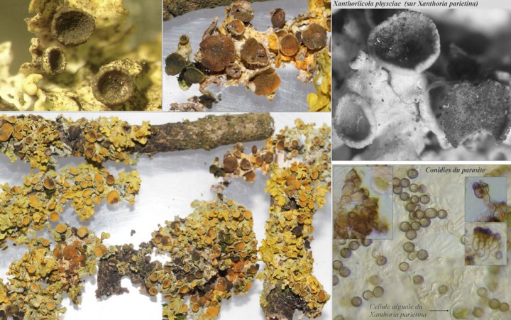 Xanthoriicola_physciae.jpg