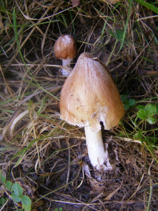 2009_0705essai0021.jpg