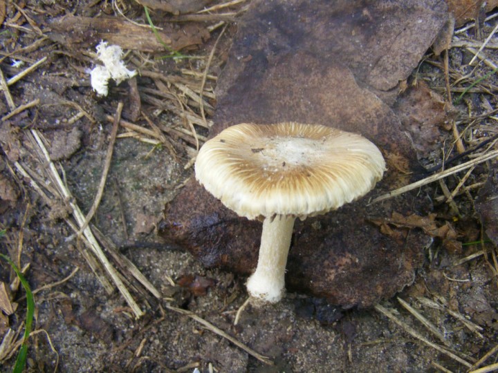2009_0705essai0042.jpg