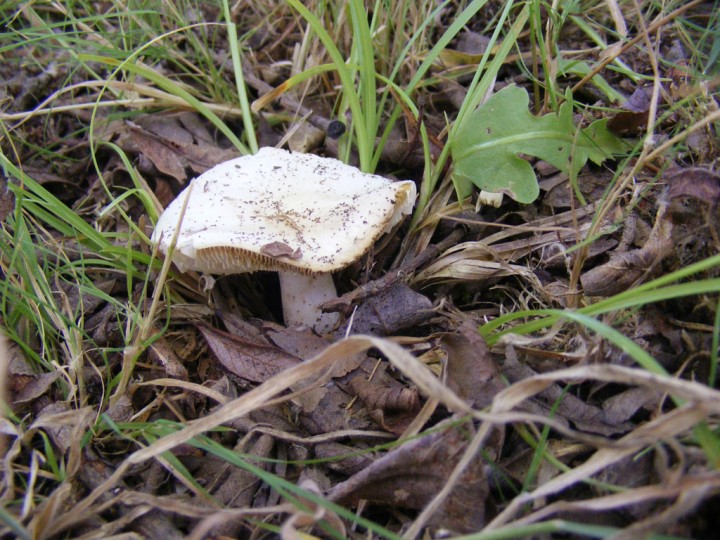 Russule-blanche.jpg