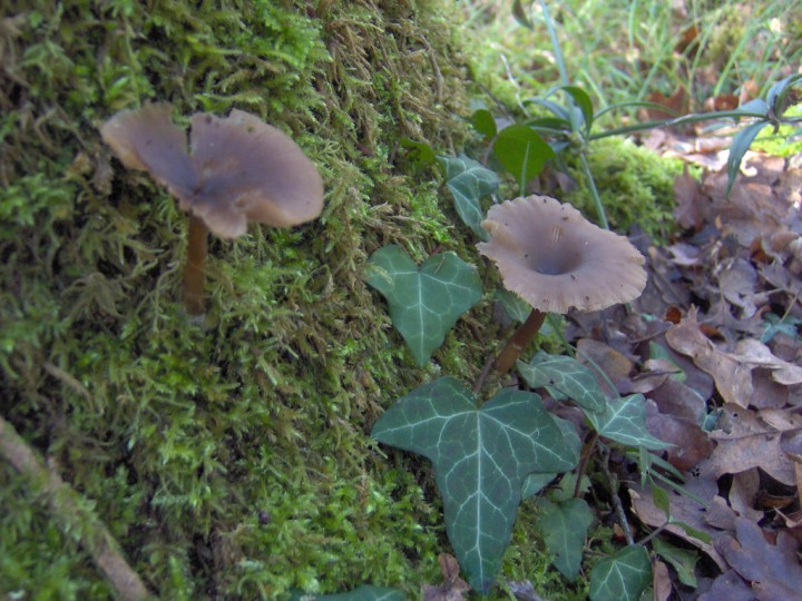 clitocybe-vibecina-1.jpg