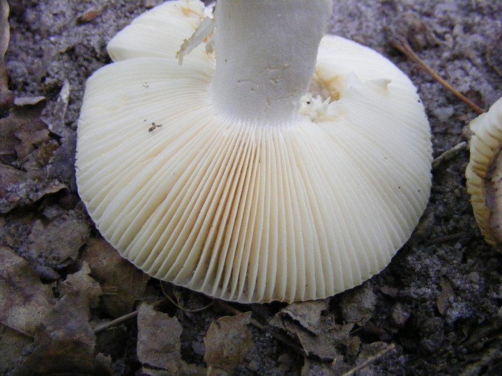 2010_0526avril0046.jpg