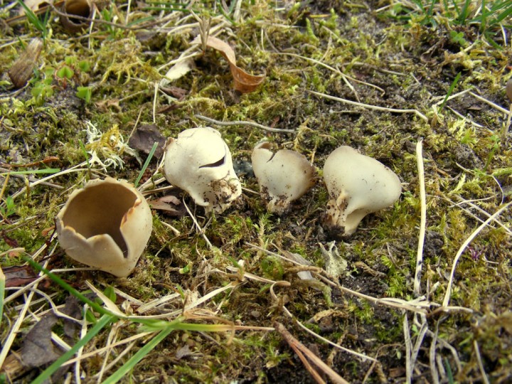 peziza-leucomelaena-1.jpg