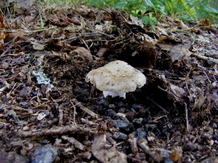 Russule-aout-2010-7.jpg