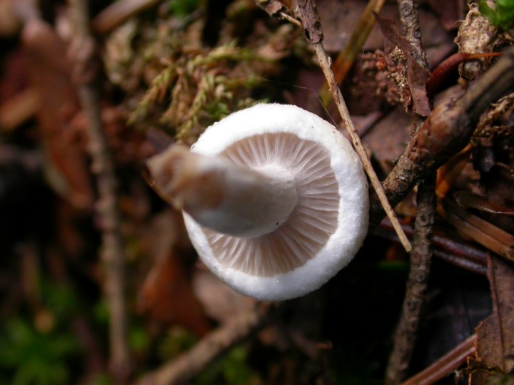 DSCN7823.jpg