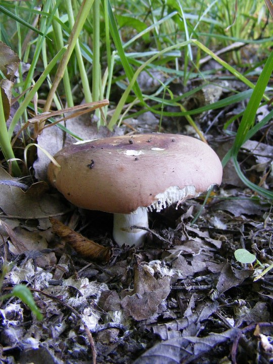 Russula sp 1.jpg