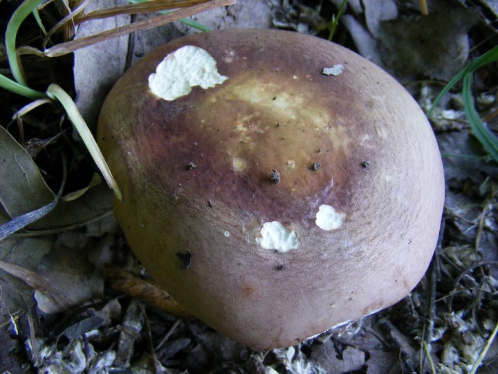 Russula sp 2.jpg