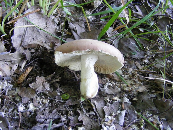 Russula sp 3.jpg