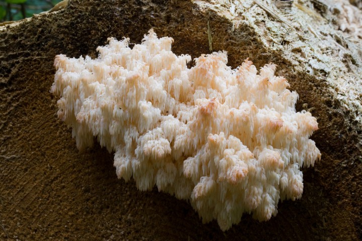 091004_hericium_1.jpg