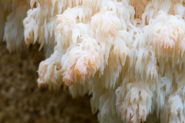 091004_hericium_8.jpg