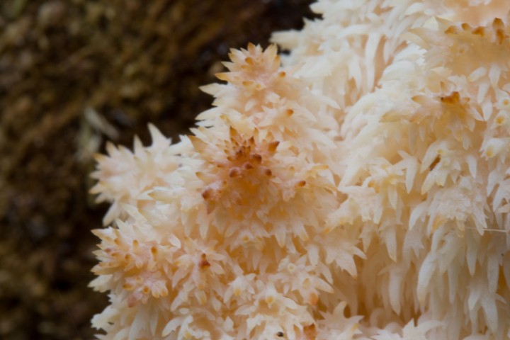 091004_hericium_11.jpg