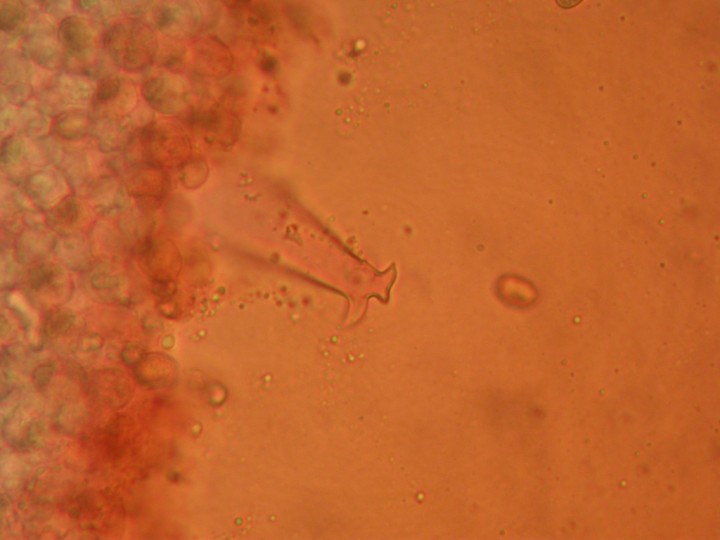 Pleurocystide