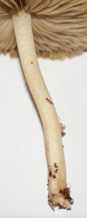 Pied égal