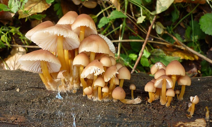 Mycena-renatii-20-09-2010.jpg