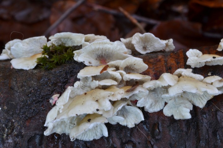Plicaturopsis-crispa-1.jpg
