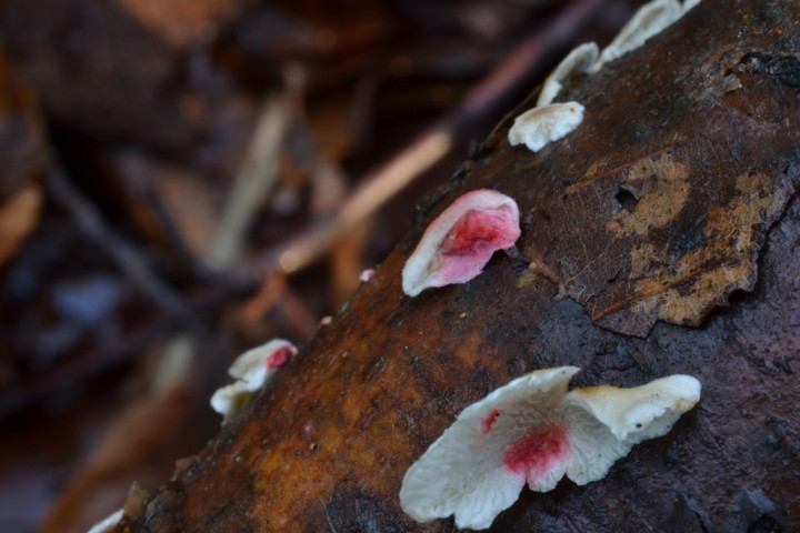 P-crispa-H-rosellus.jpg