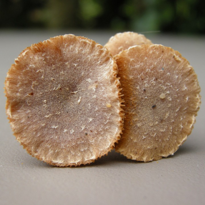 DSCN2904.jpg
