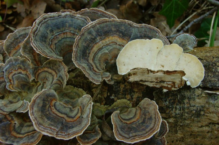 trametes versicolor4.jpg